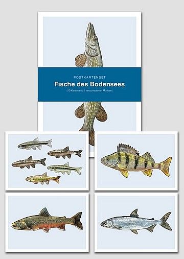 Postkartenset "Fische des Bodensees"