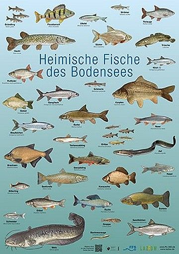 Poster "Heimische Fische des Bodensees"