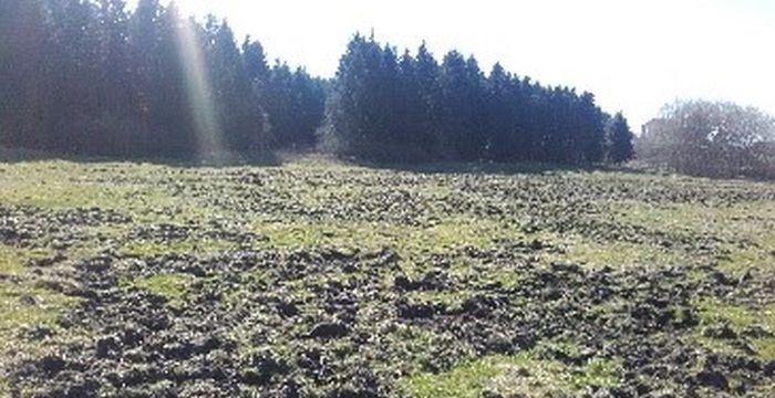 Wildsch&auml;den im Gr&uuml;nland