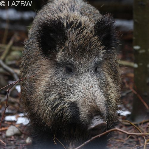 Wild und Wildschäden